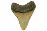 Fossil Megalodon Tooth - North Carolina #363710-1